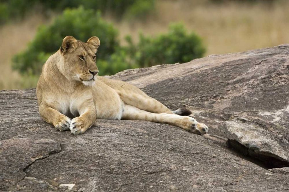 Kenya, Masai Mara Lioness resting on boulder